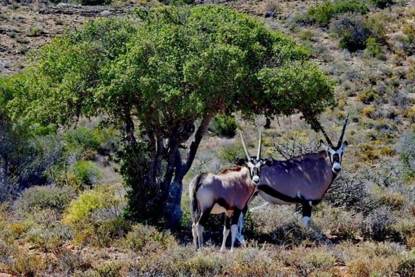 This 105,96 ha farm is situated in Moose Valley, a private game reserve, situated about 15 km from the Hamlet of Vanwyksdorp, and 35km ...