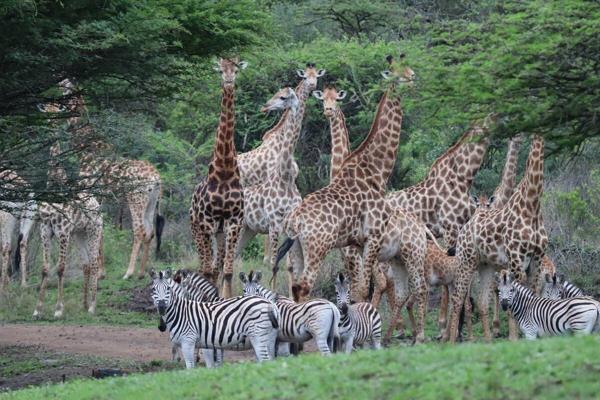 Off-Grid, Executive Eco Estate Home, is situated on a game farm, right at the waterhole for unlimited game viewing from your patio. The ...