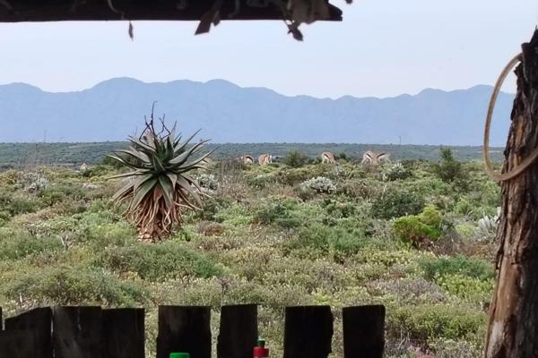 This property is bordering the R62 near  Oudtshoorn with beautiful views over the Swartberg Mountains. The location makes the property ...