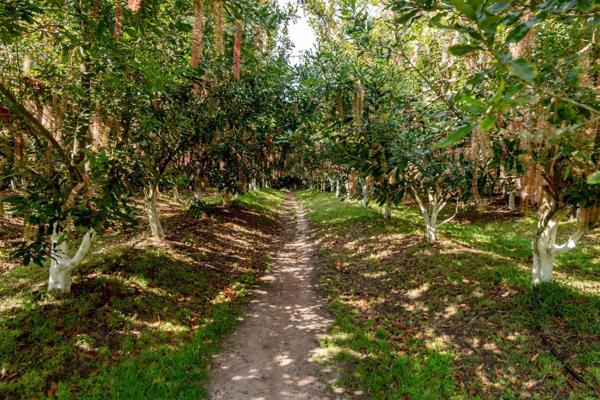 Situated in the countryside just 10 minutes from Plettenberg Bay, this 26.6-hectare macadamia nut farm offers the perfect blend of ...