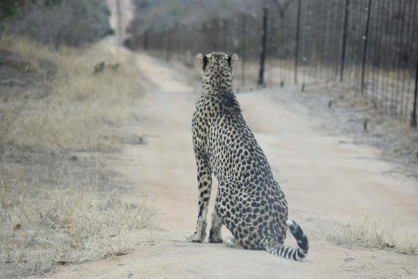 Welcome to the Moditlo Nature Reserve, a paradise for nature lovers and wildlife enthusiasts. This stunning plot for sale in Hoedspruit ...