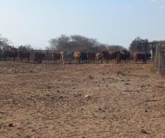 Farm for sale in Makhado