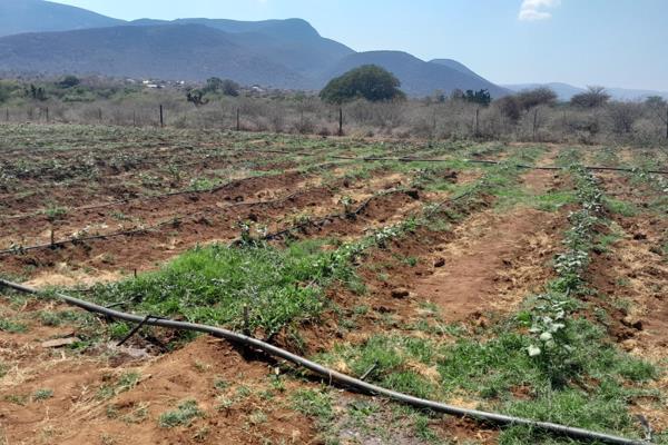 This is a 1 ha small holding farming plot located at Tshituni Gavhe north east of Dzanani Township, just 2 km  from the Wylyspoort - ...