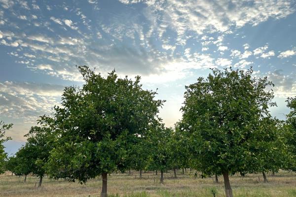 Nestled in the heart of fertile farmland, this 409-hectare gem combines thriving citrus orchards and expansive cattle grazing lands ...