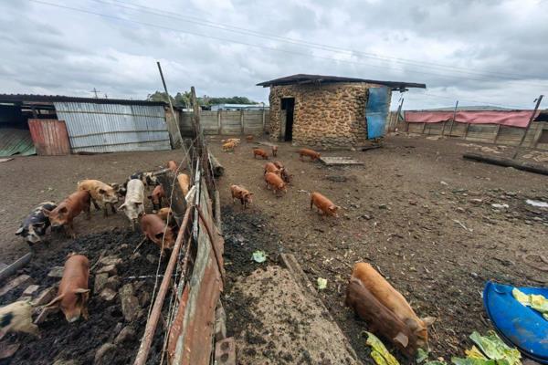 The farm is 10 minutes drive out of empangeni town. The owner is relocating living behind the established pigs business with clients ...