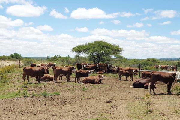 This cattle farm is situated 30 km from Polokwane in the heart of the bushveld. It is a undeveloped farm devided into 8 camps and a ...