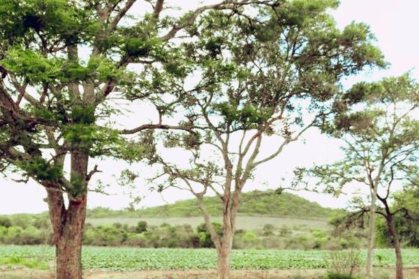 Strictly cash! 
This well positioned crop cultivation farm is surrounded by some of the largest commercial tomato producers in the ...