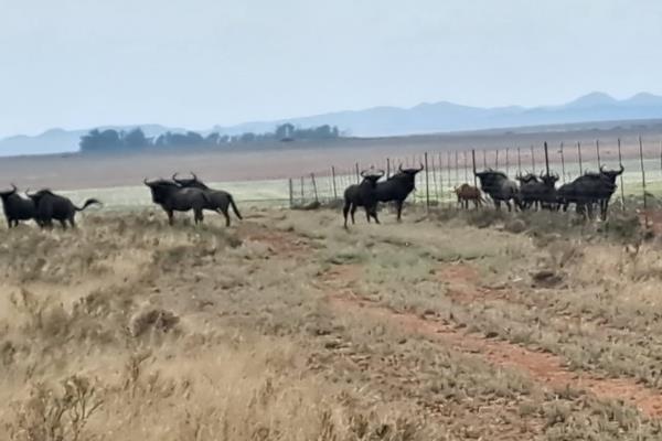 450 Hectares of the farms were set aside as game camps. There are about 16 buffalo, 30 gemsbok, 30 elande, 50 blesbok, 20 blue ...