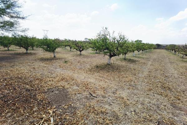 This farm offers you the potential to carry on with the citrus farm and at the same time diversify and operate another business as ...