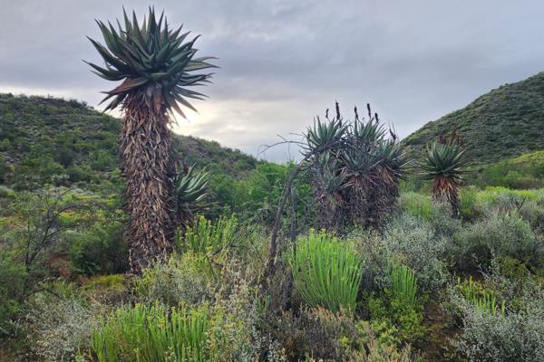 Escape to the serene beauty of this expansive 62-hectare property, ideally situated just 20 km from Oudtshoorn and a mere 10 km from ...