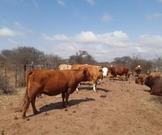 Farm for sale in Louis Trichardt Rural