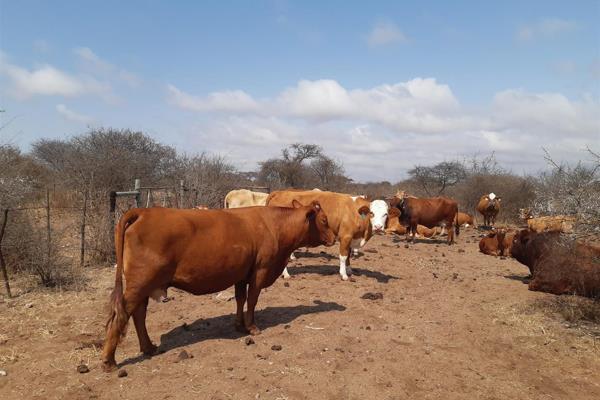 FOR SALE: 957 Hectare Livestock Farm in Bandelierkop, Limpopo 

This exceptional 957-hectare livestock farm is situated in the ...