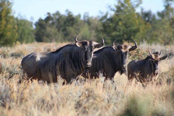 LOCK STOCK &amp; BARREL
This is your opportunity to own a mixed-use farm nestled in the center between Groot Marico and Zeerust on 978 ...