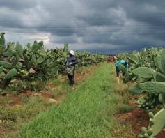 Farm for sale in Bapsfontein