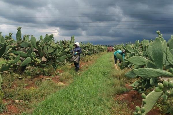 Prickly Pear Farm With Processing Factory In Excellent Area

This farm grows and harvest prickly pear (cactus) for specific exclusive ...