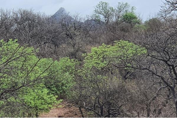 Plot on top of a Koppie with wonderful bush and Northern Drakensberg views in popular, pet friendly Elephant Rock Eco Estate, some 27 ...