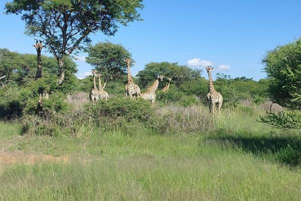 Three adjacent stands for sale. The advertise price is per stand.


Vacant land in a beautiful Wildlife Estate between Bela Bela and ...