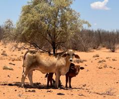 Farm for sale in Upington Rural