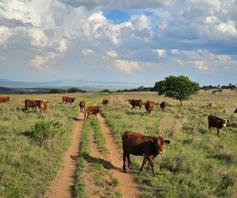 Farm for sale in Dundee Rural