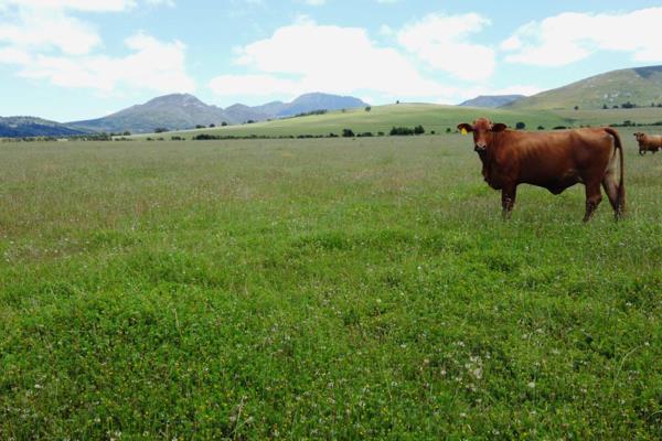 This 85-ha farm is situated in Ruiterbos, only 28 km from Hartenbos on the foot of the Mountains ensuring a higher and more frequent rainfall. The long-term average rainfall exceeds 700mm/year. The farm is well located only 3,2km ...