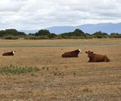 Farm for sale in Hopefield Rural