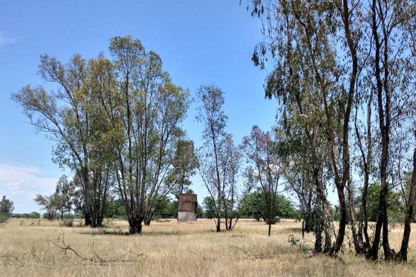 Vacant Land in Grootvlei, size 9.1ha. 
Grassland with stand of blue gum (Eucalyptus) ...