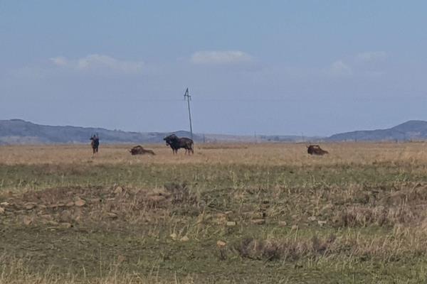 This grazing farm is ideal for livestock and planting.

Land:
134ha arable land - planted with oats last year
322ha grazing

Water:
2 x ...