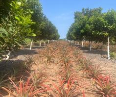 Vacant Land / Plot for sale in Elaleni Coastal Forest Estate