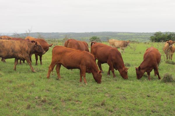 KOMGA FARM - 110 Hectare cattle farm in the Blue Water valley, with 30ha arable lands. Immaculate two-bedroom house, single bedroom ...