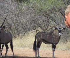 Farm for sale in Swartwater