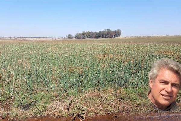 Grazing &amp; Grass bales (dry land)! 51 ha. Rayton. No buildings. One borehole. Abundant water - river &amp; earth dam. No irrigation ...