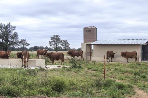 This going concern is a cattle stud breeding farm and features a luxurious main house, a lodge with boma and inifinity pool as well as ...