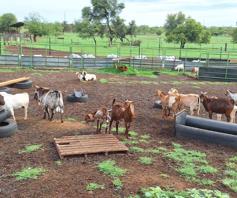 Farm for sale in Koster