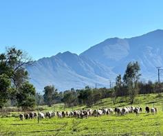 Farm for sale in Tulbagh Rural