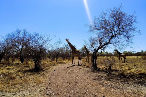 This remarkable 191-hectare farm in Dinokeng offers a unique opportunity to own a property that combines luxury, nature, and business ...