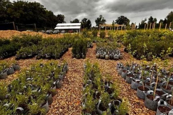 Vibrant Nursery


Discover an incredible opportunity to own a well-established nursery, thriving for over a decade in a prime location ...