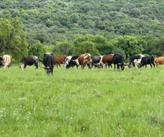 Farm for sale in Rustenburg Rural