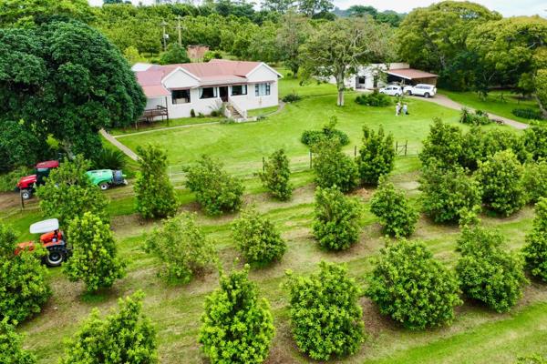 PADDOCK MACADAMIA NUT FARM WITH STUNNING SPACIOUS FARM STYLE HOME

Location: Paddock

Size: 13 hectares

Price: 13 650 000 ...