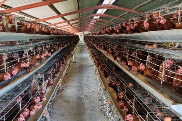 Exceptional egg layer farm in the heart of Bapsfontein Coops can accommodate 100 000 egg layers
Fence boundary, Exterior features ...