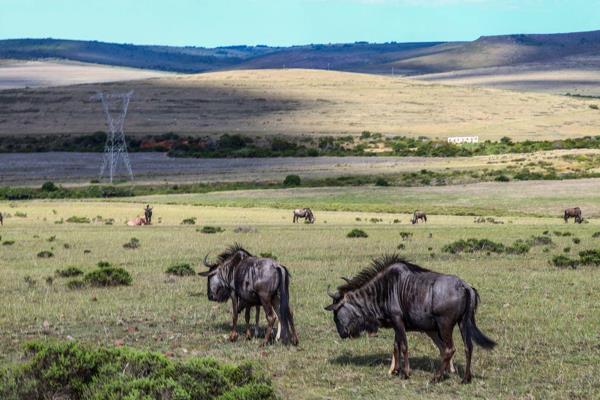 A Nature Lover&#39;s Paradise

Discover the perfect harmony of nature and luxury with this exceptional 26-species game farm, nestled in ...