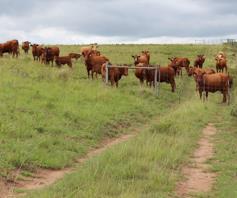 Farm for sale in Bathurst Rural