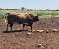 Farm for sale in Modimolle Rural