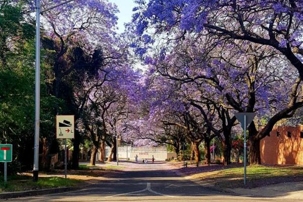 These 2 stress free apartments are havens of safety and security.
Located in Pretoria&#39;s relaxed, leafy, Old East, near Hatfield / ...