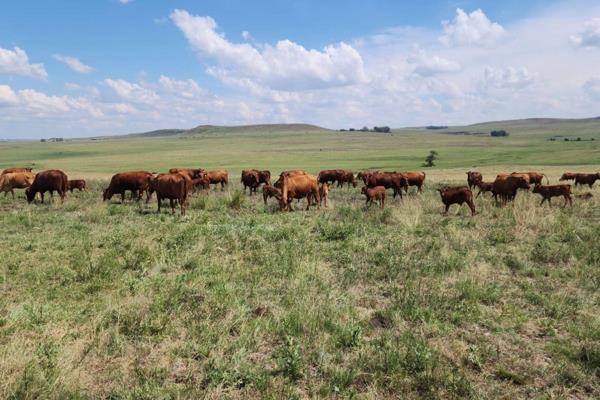 A rare opportunity to own a fully operational livestock farm with premium infrastructure, stunning natural beauty, and diverse ...