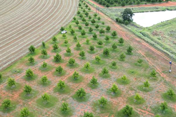 Size: 65.2675 ha
Location: Near Jan Kempdorp, South Africa
Irrigation &amp; Crops:
Permanent irrigation:
Pecan Nuts: 12 ha (Wichita ...