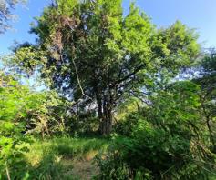 Vacant Land / Plot for sale in Leadwood Big Game Estate