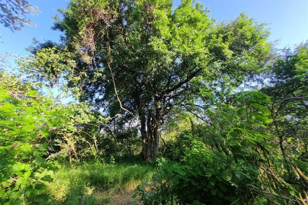 If you’re passionate about beautiful, Lowveld trees; then this stand is for you!

The enchanting forest like stand, features many ...