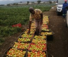 Farm for sale in Makhado