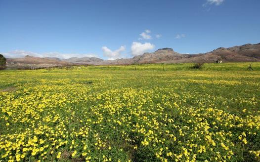 Farm for sale in Tulbagh Rural