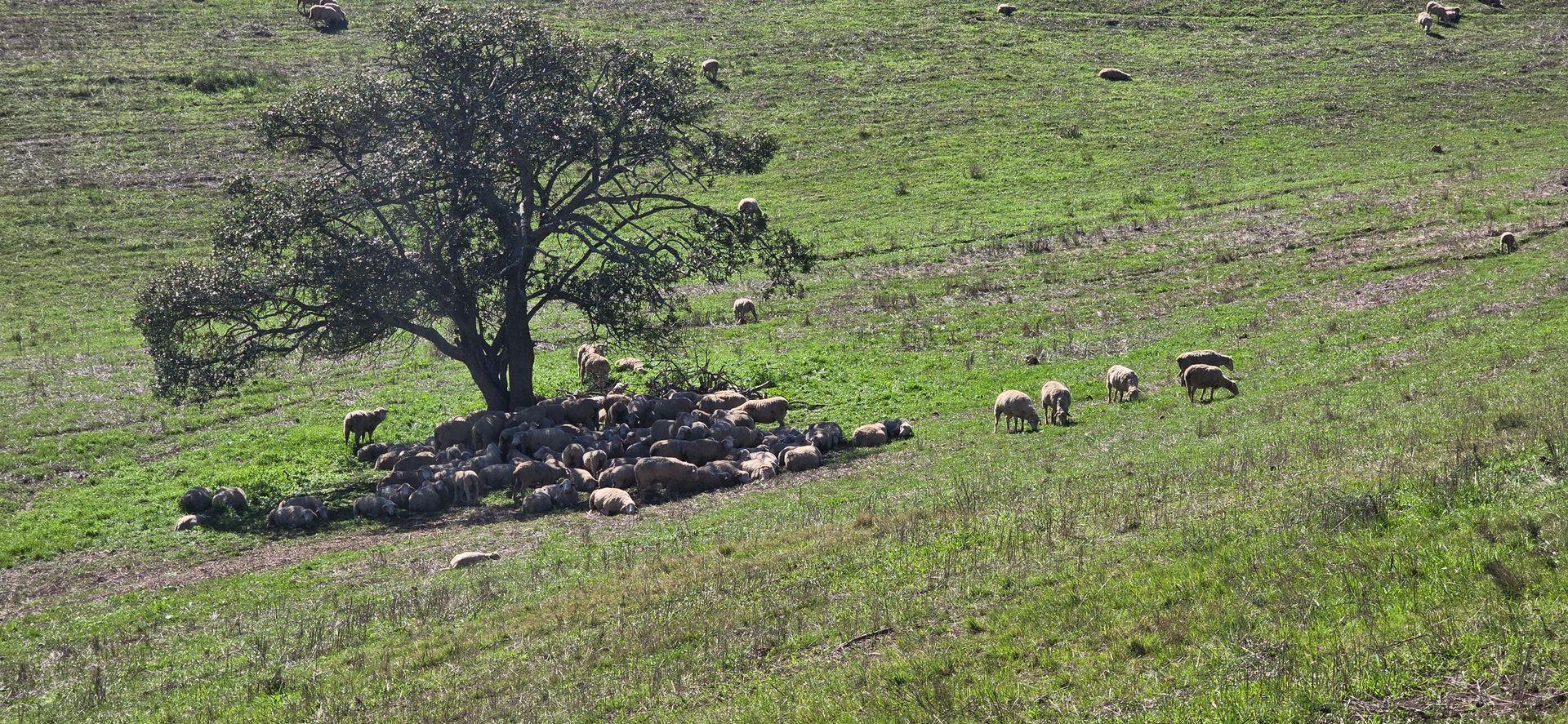 Photo of Farm for sale in Heidelberg Rural